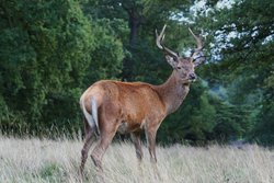 Панты марала