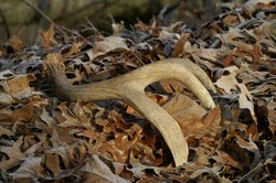 Панты марала