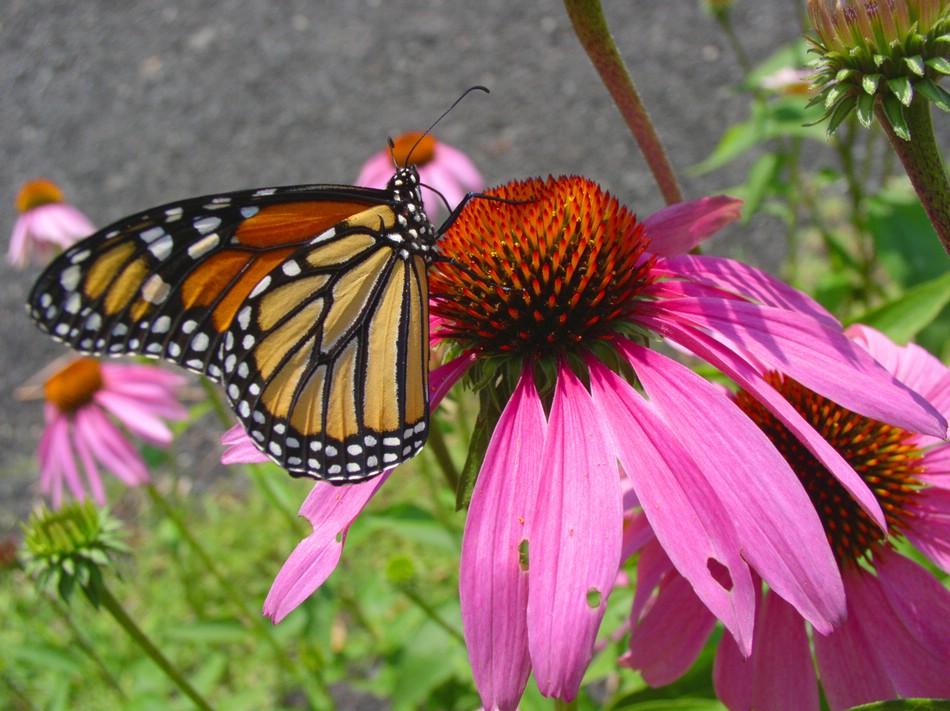 Эхинацея Эхинацея