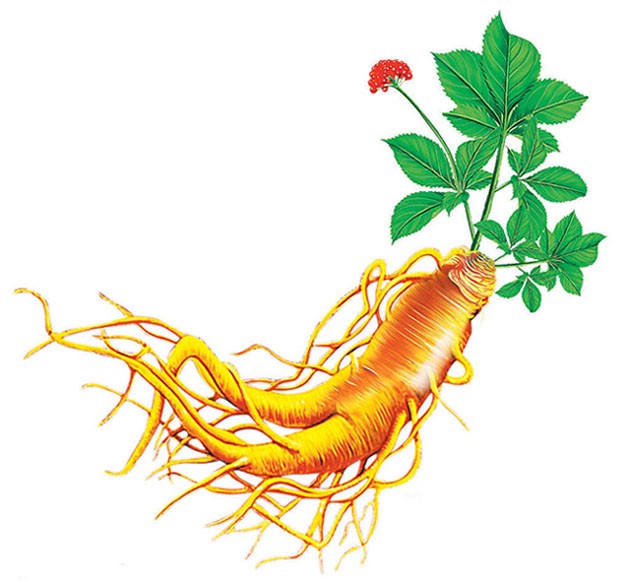 Как растет женьшень Как растет женьшень