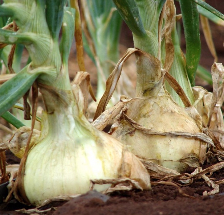 Лук репчатый Лук репчатый