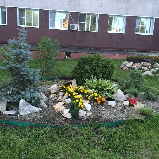 Цветы для клумбы