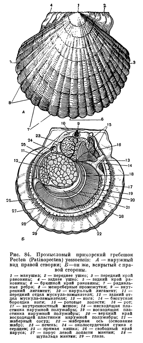 Морские гребешки строение