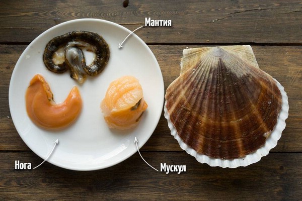 Морские гребешки строение