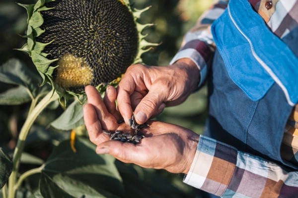 семечки подсолнуха